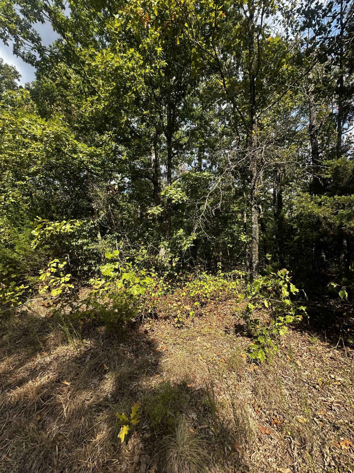 Decorative background for 3 adjacent lots to spread out - 1.2 acres of Forest image 10