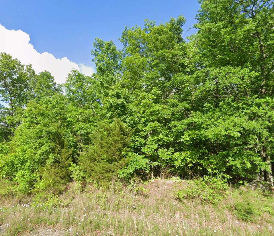 Decorative background for 3 adjacent lots to spread out - 1.2 acres of Forest image 11