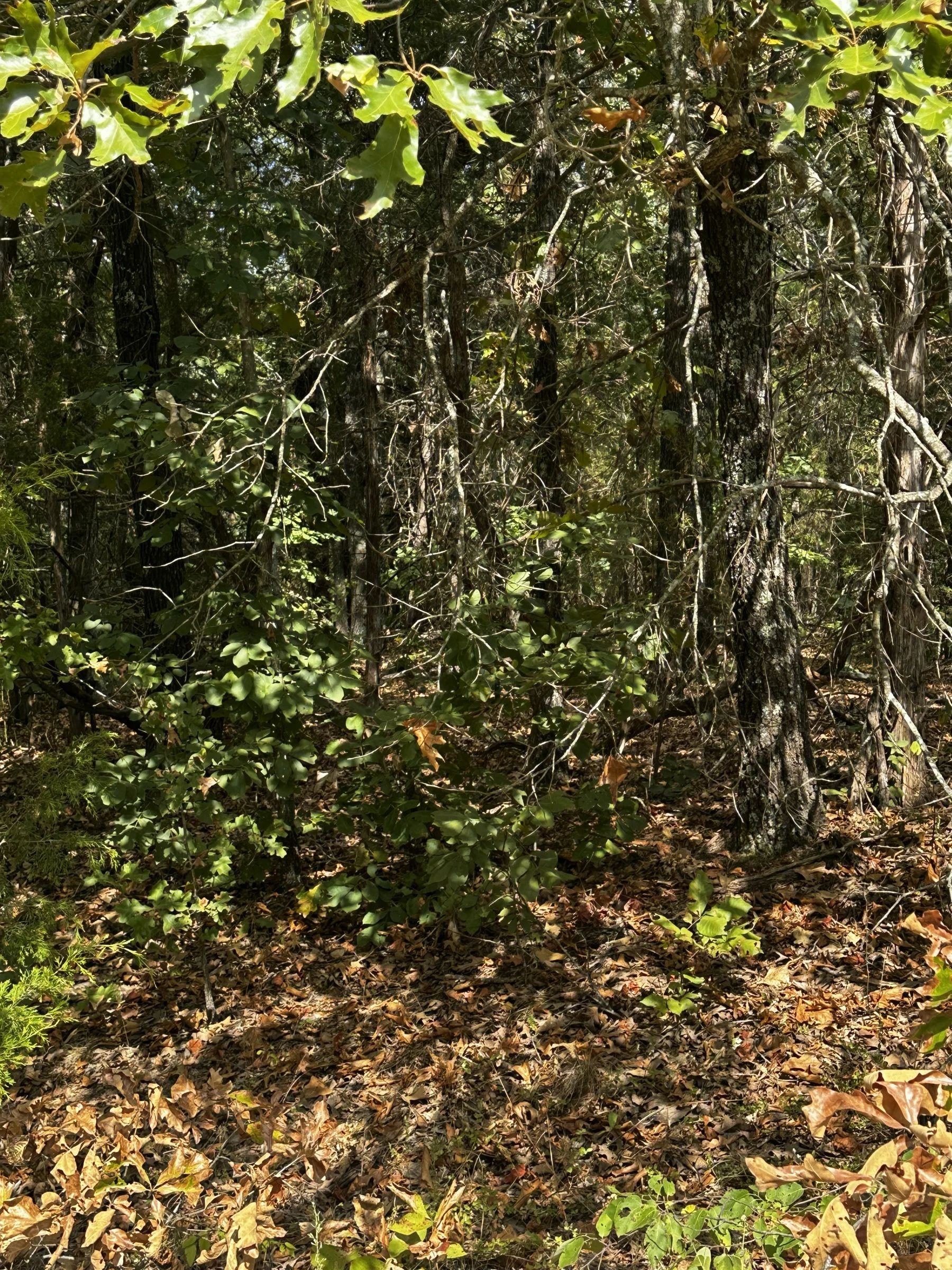 2x Adjacent lots - Every day here is VACAY-day in Izard County, AR