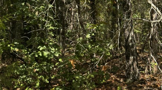 2x Adjacent lots - Every day here is VACAY-day in Izard County, AR