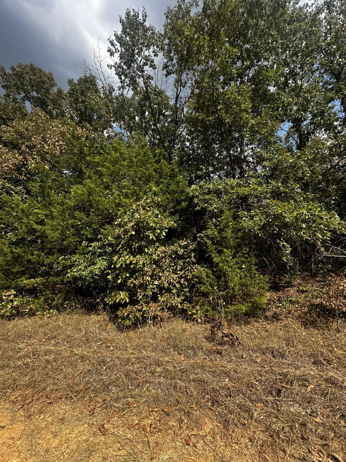 Decorative background for 2x Adjacent lots - Every day here is VACAY-day image 8