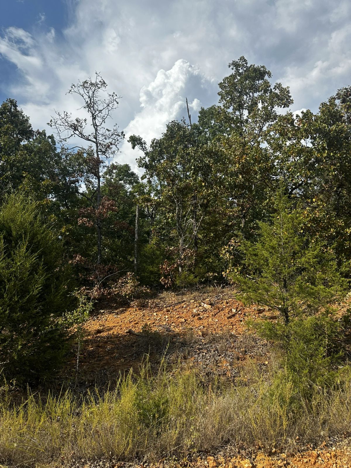 Decorative background for A backporch valley view - a creek below image 8