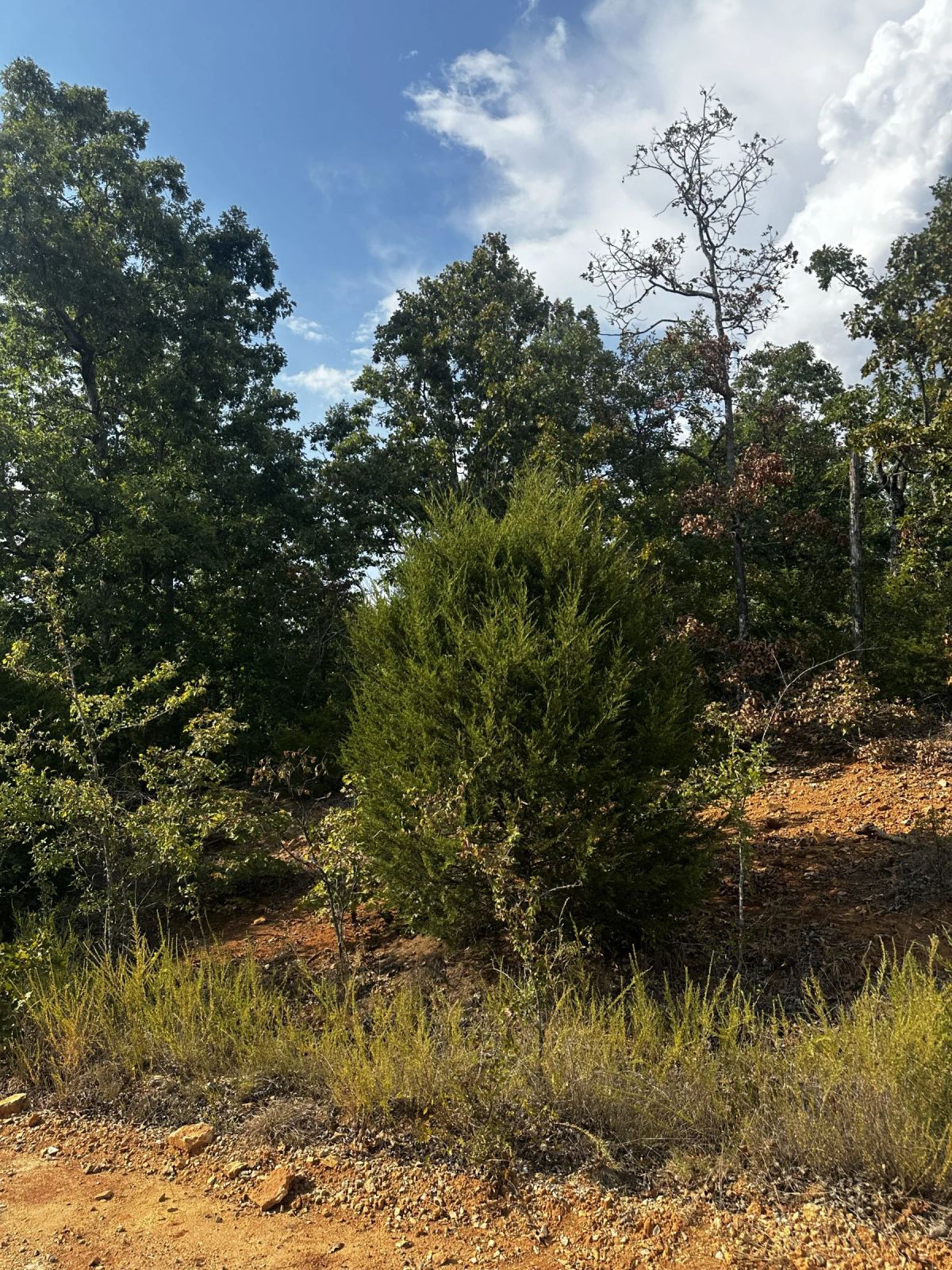 Decorative background for A backporch valley view - a creek below image 9