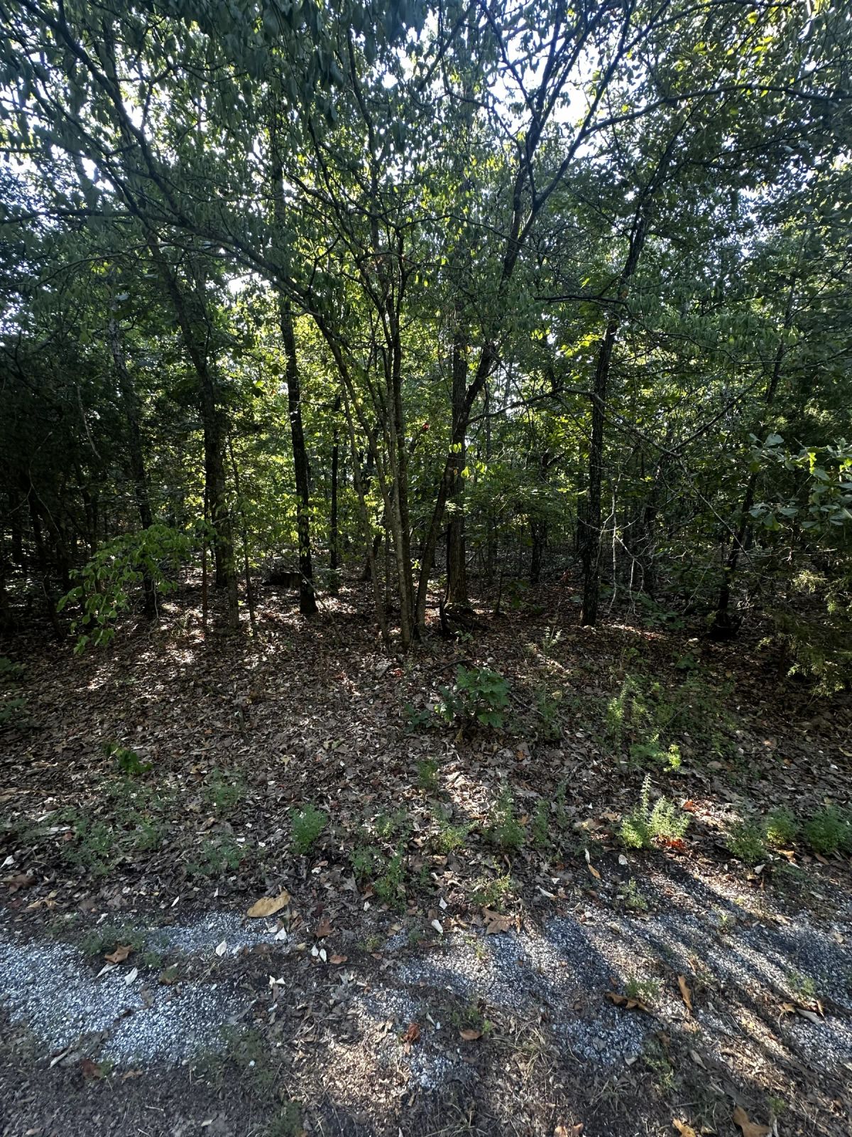Decorative background for A Home on a Wooded Plateau image 8