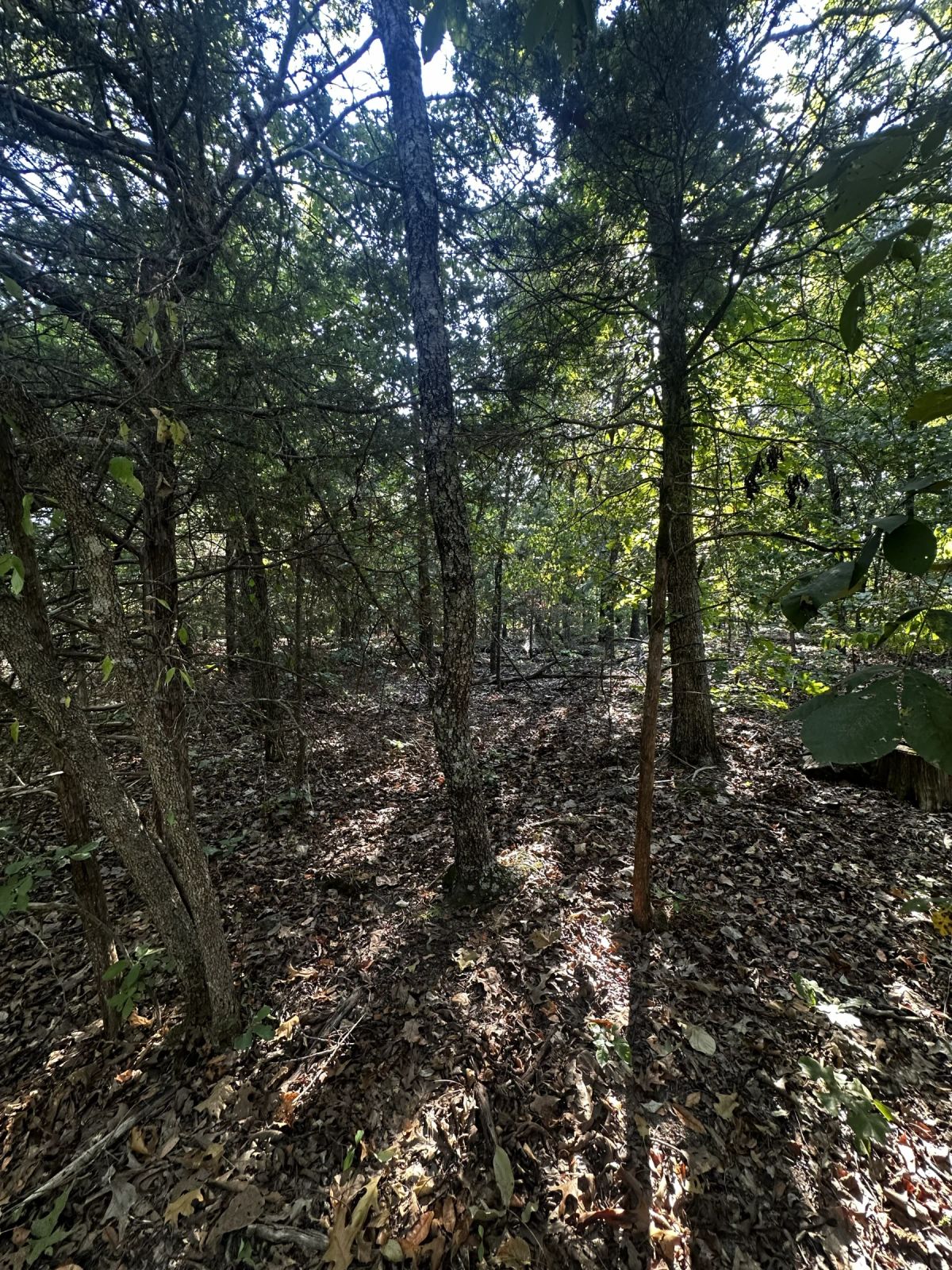 Decorative background for A Home on a Wooded Plateau image 9