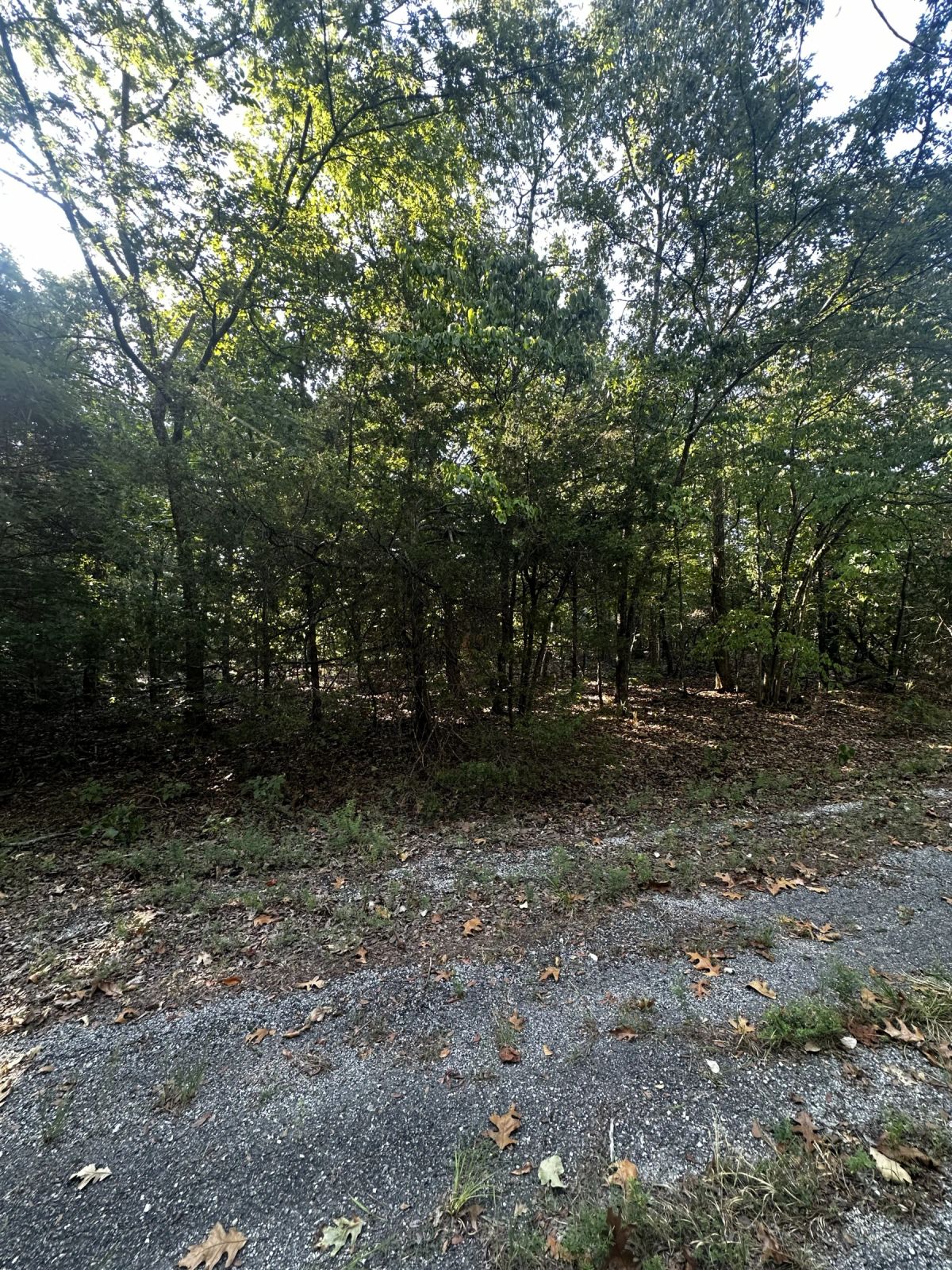Decorative background for A Home on a Wooded Plateau image 10