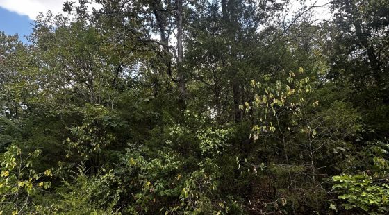 Quiet Escape - Power/Water line nearby in Izard County, AR