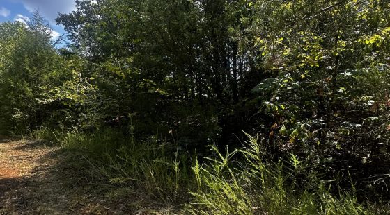 3x adjacent lots = 1.0 acres - No neighbors, no noise in Izard County, AR