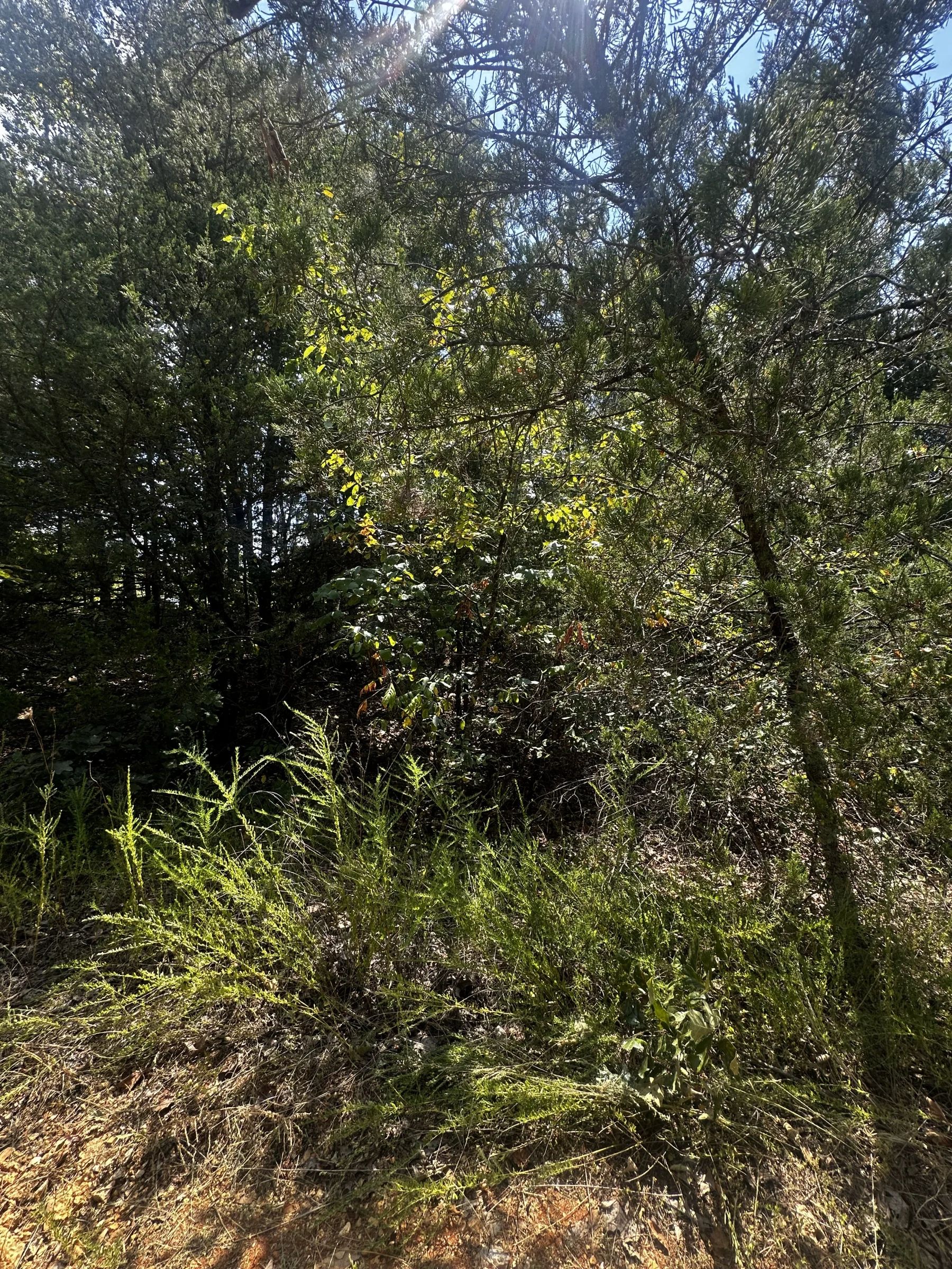 3x adjacent lots = 1.0 acres - No neighbors, no noise in Izard County, AR