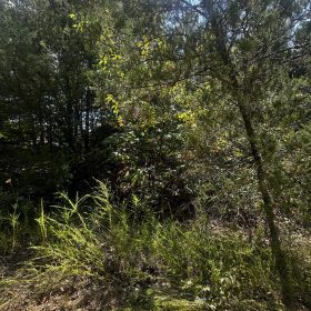 3x adjacent lots = 1.0 acres - No neighbors, no noise in Izard County, AR