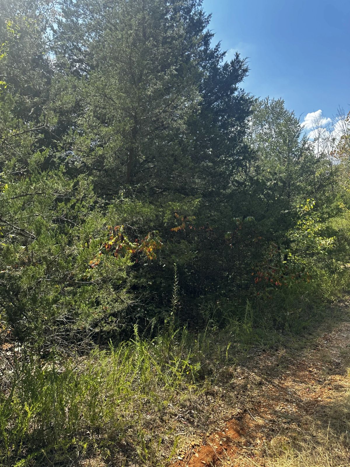 Decorative background for 3x adjacent lots = 1.0 acres - No neighbors, no noise image 10