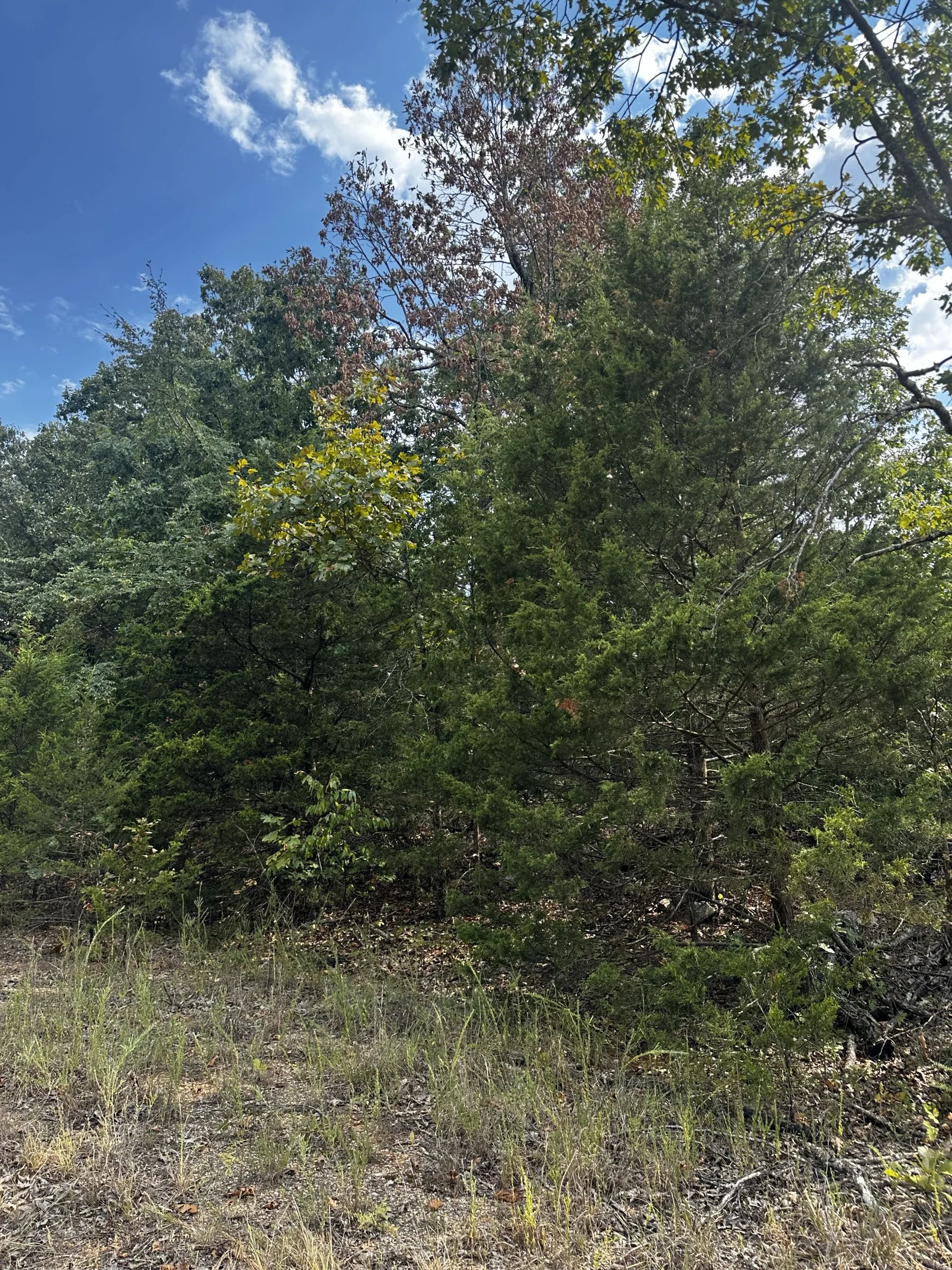 No HOA home lot for only $62/mo in Izard County, AR