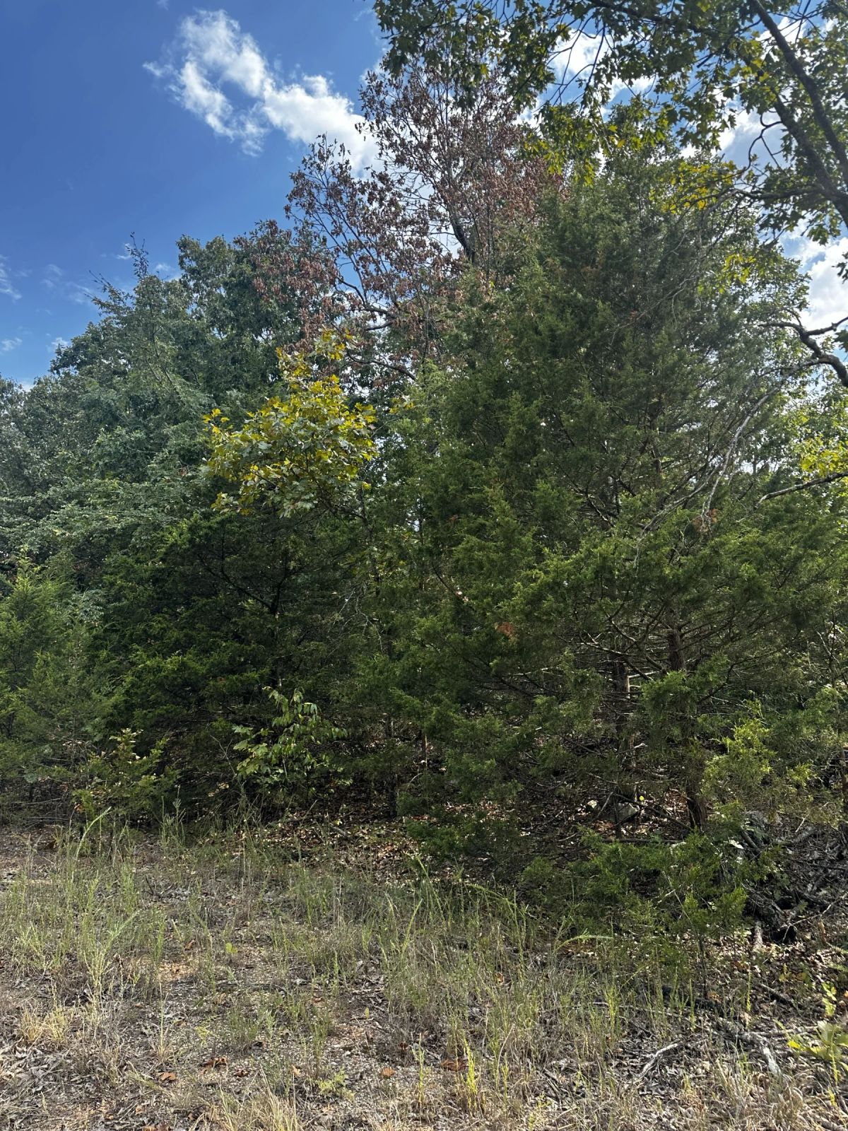 No HOA home lot for only $62/mo - Image 4