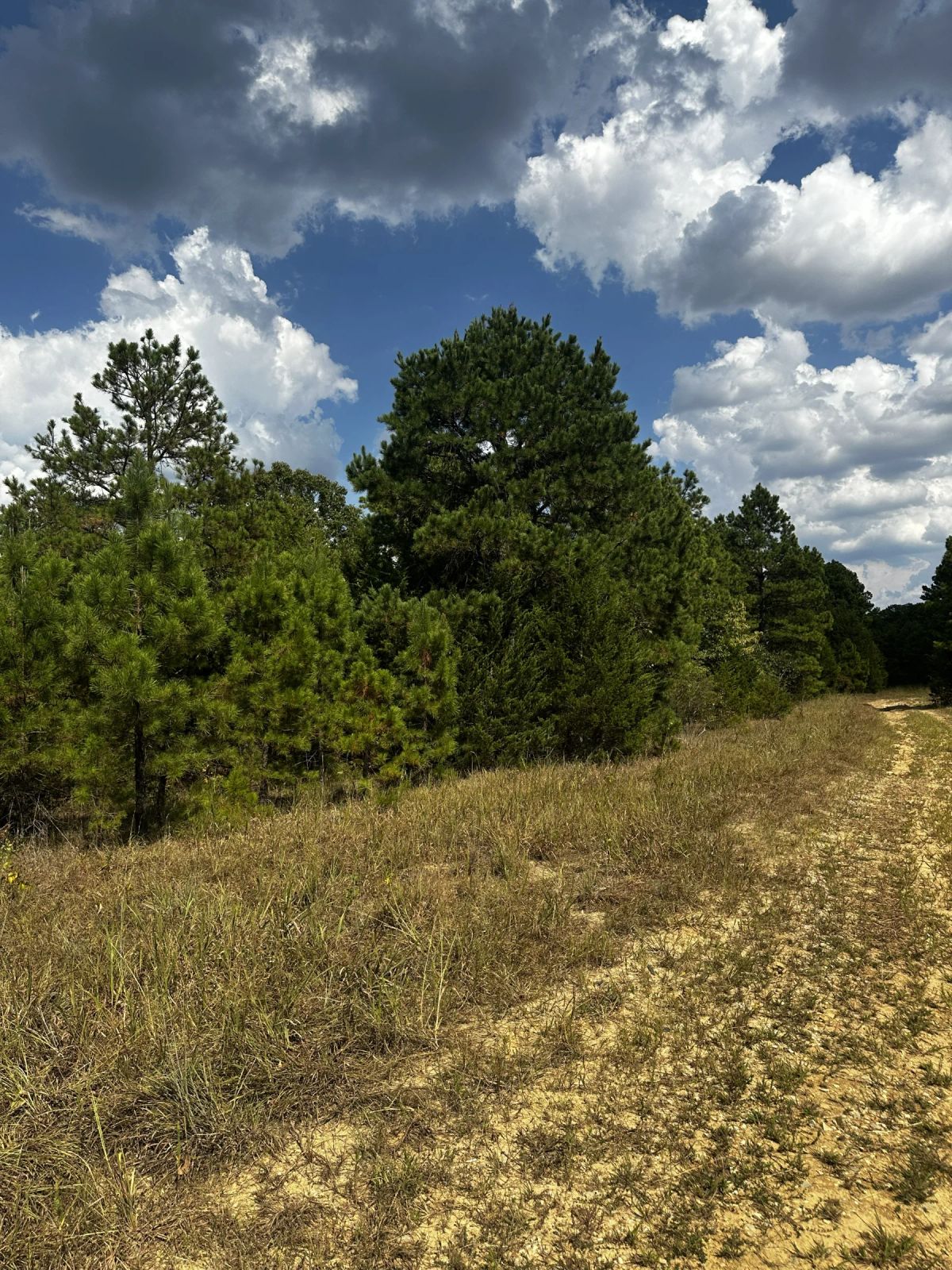 Decorative background for 0.33 Acres No HOA - Peaceful coffee morning in the Ozark hills image 6