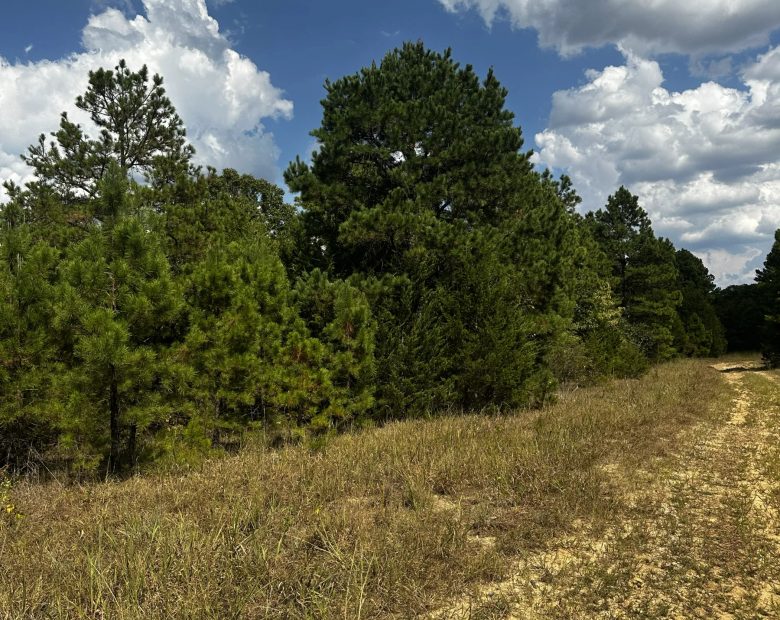 0.33 Acres No HOA - Peaceful coffee morning in the Ozark hills in Izard County, AR