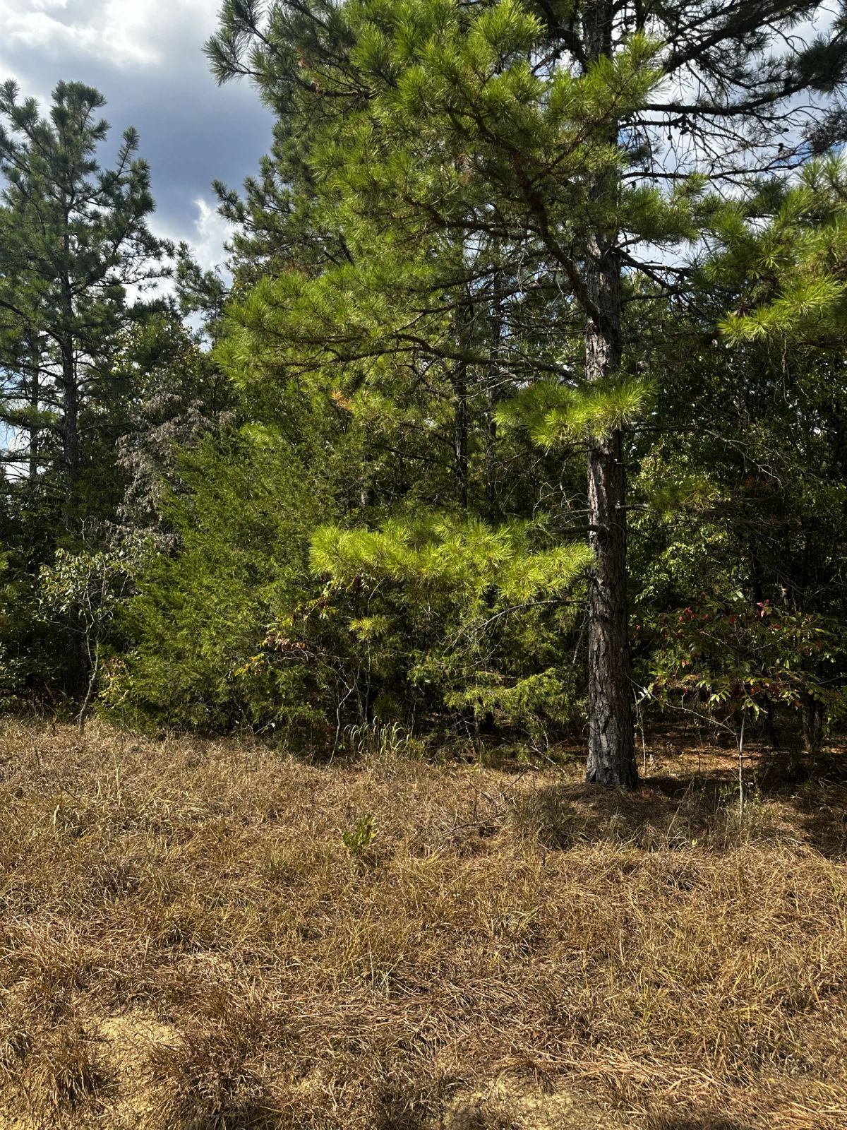 Decorative background for 0.33 Acres No HOA - Peaceful coffee morning in the Ozark hills image 14