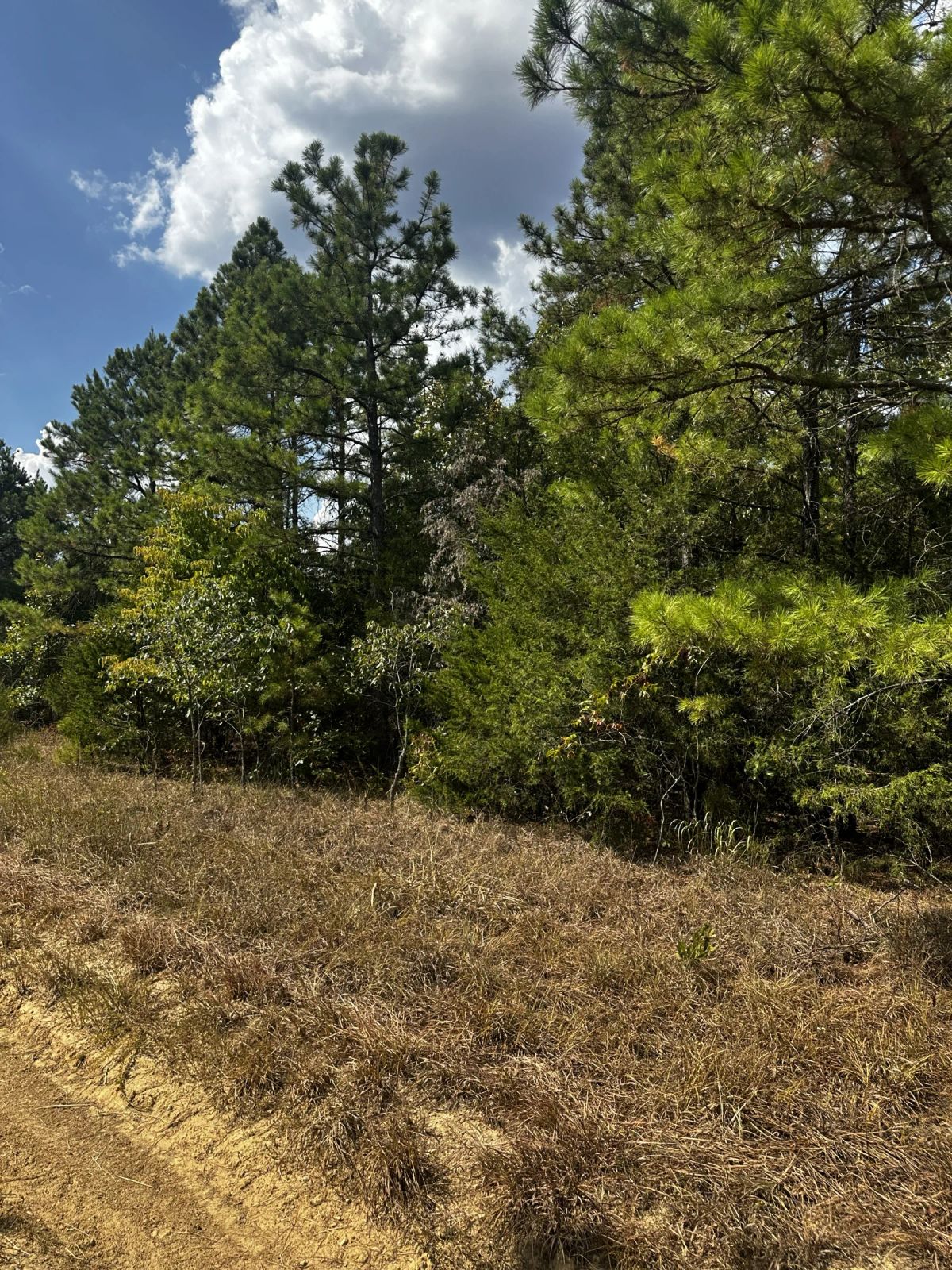 Decorative background for 0.33 Acres No HOA - Peaceful coffee morning in the Ozark hills image 15