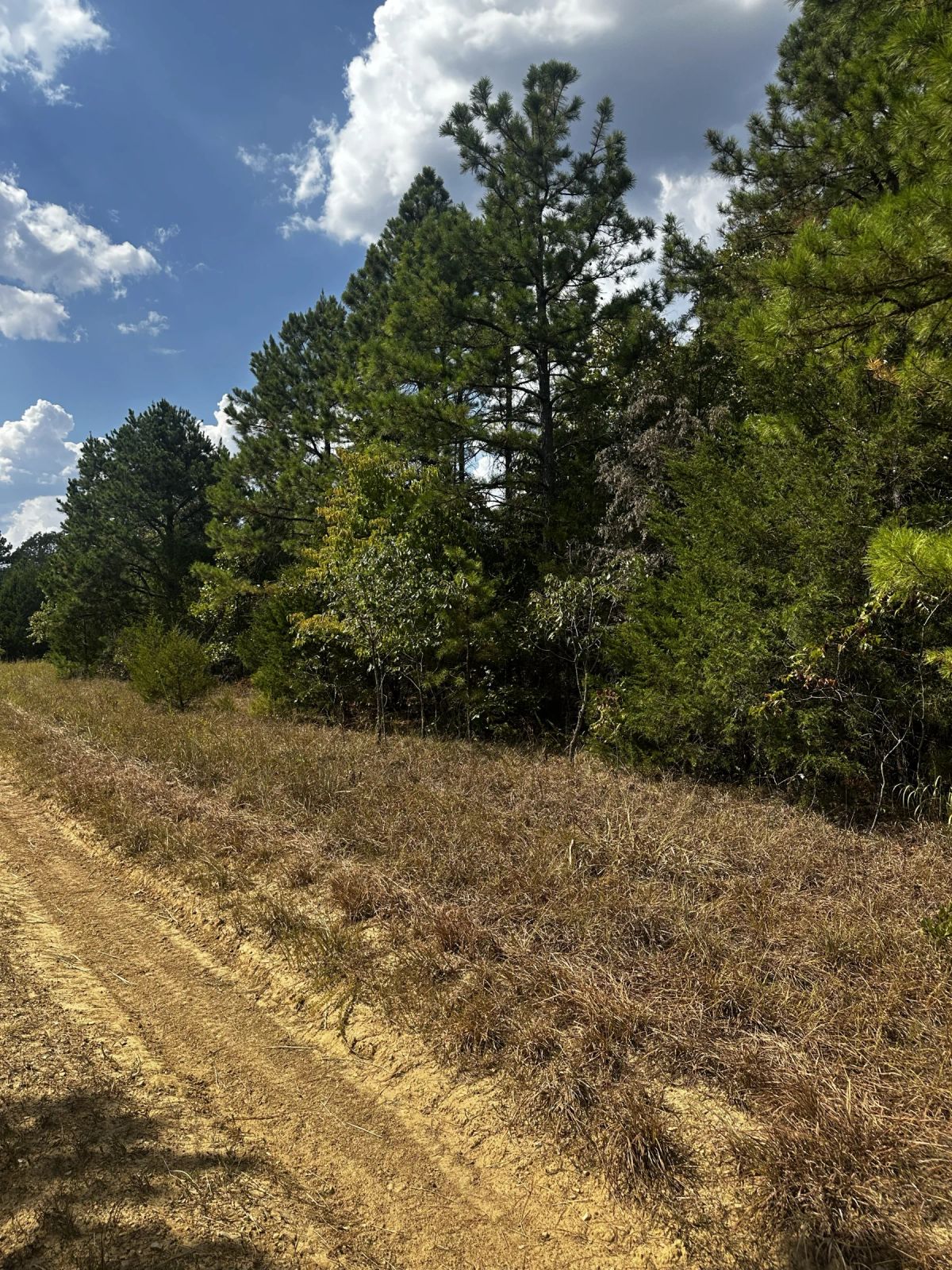 Decorative background for 0.33 Acres No HOA - Peaceful coffee morning in the Ozark hills image 16