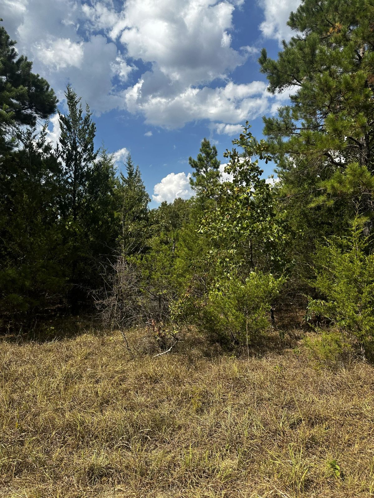 Decorative background for 0.33 Acres No HOA - Peaceful coffee morning in the Ozark hills image 18