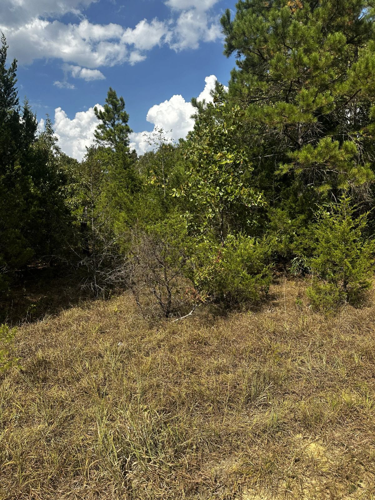 Decorative background for 0.33 Acres No HOA - Peaceful coffee morning in the Ozark hills image 19