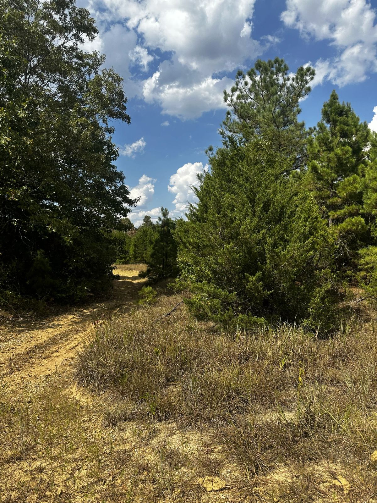 Decorative background for 0.33 Acres No HOA - Peaceful coffee morning in the Ozark hills image 20