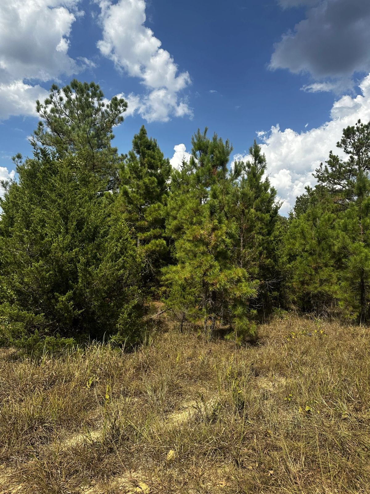 Decorative background for 0.33 Acres No HOA - Peaceful coffee morning in the Ozark hills image 21