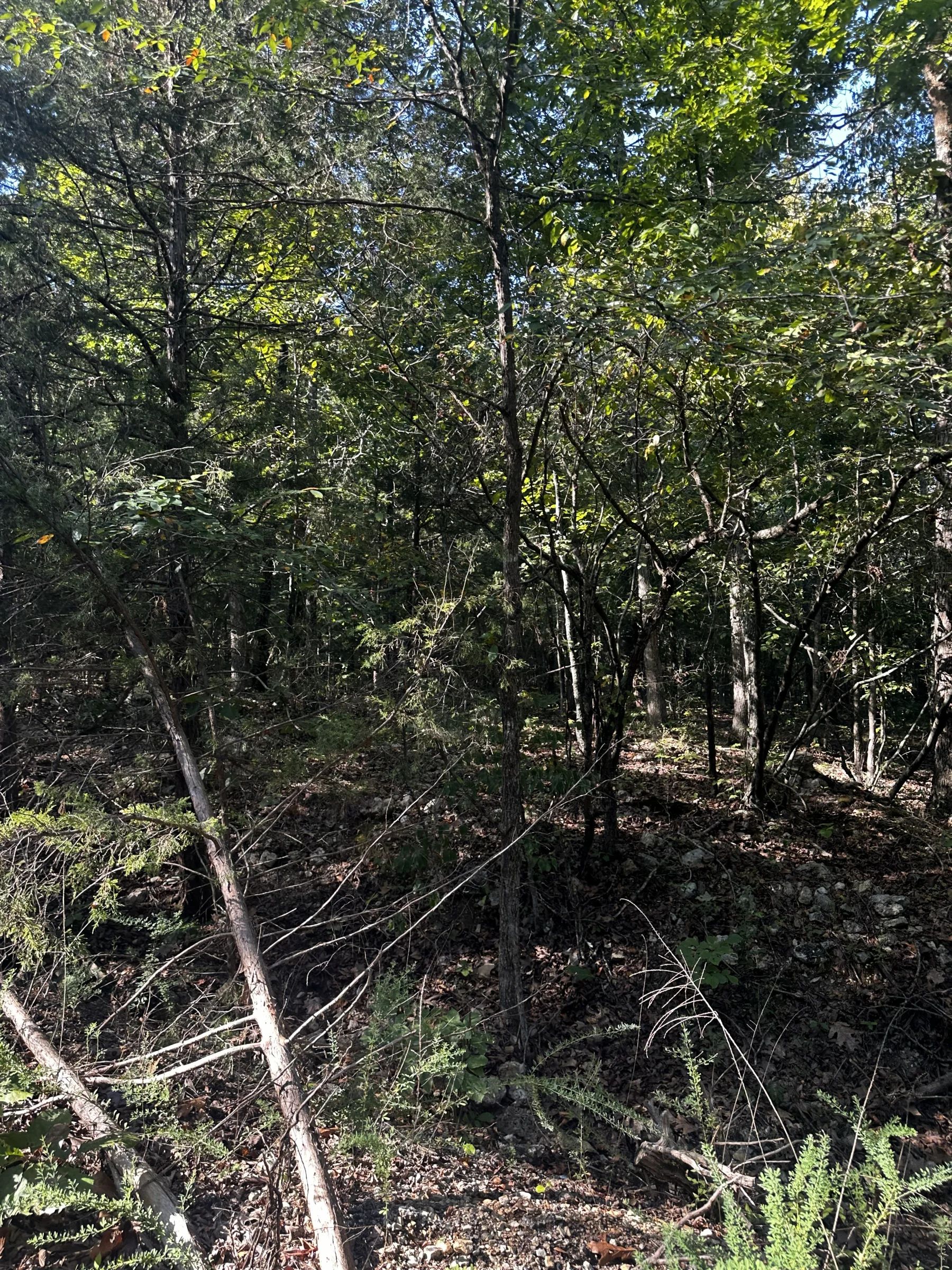 Hillside cul-de-sac - no bottom neighbor in sight in Izard County, AR