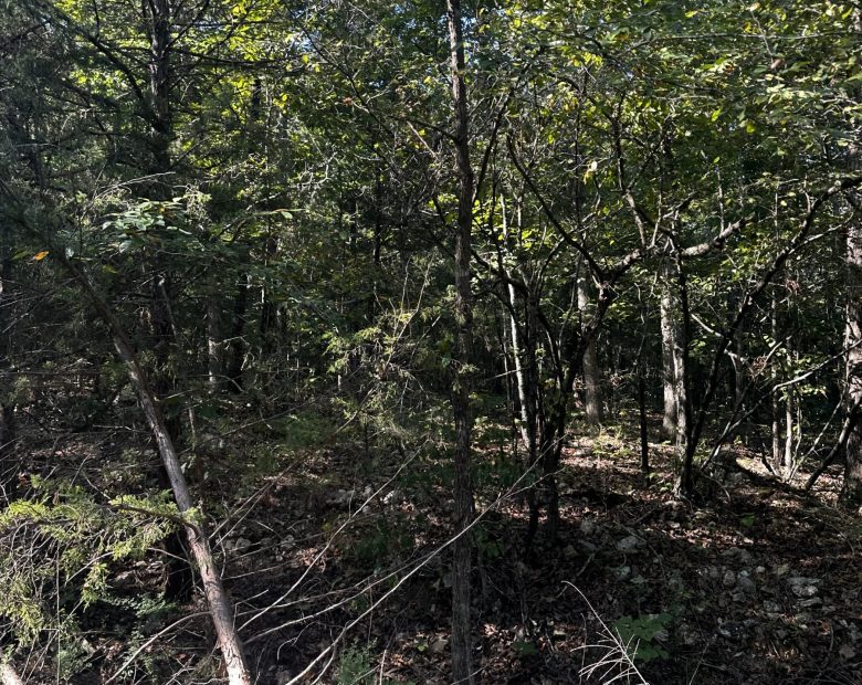Hillside cul-de-sac - no bottom neighbor in sight in Izard County, AR