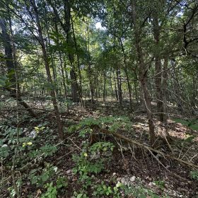 Hillside cul-de-sac - no bottom neighbor in sight in Izard County, AR