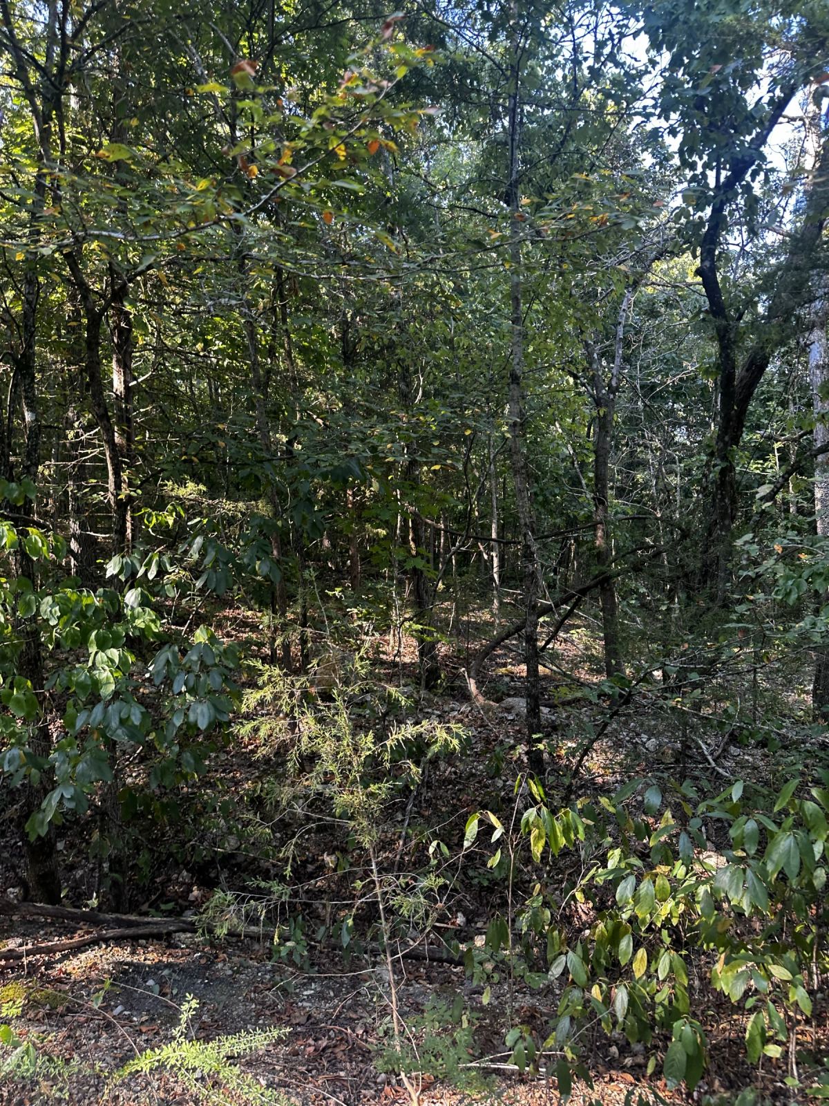 Decorative background for Hillside cul-de-sac - no bottom neighbor in sight image 8