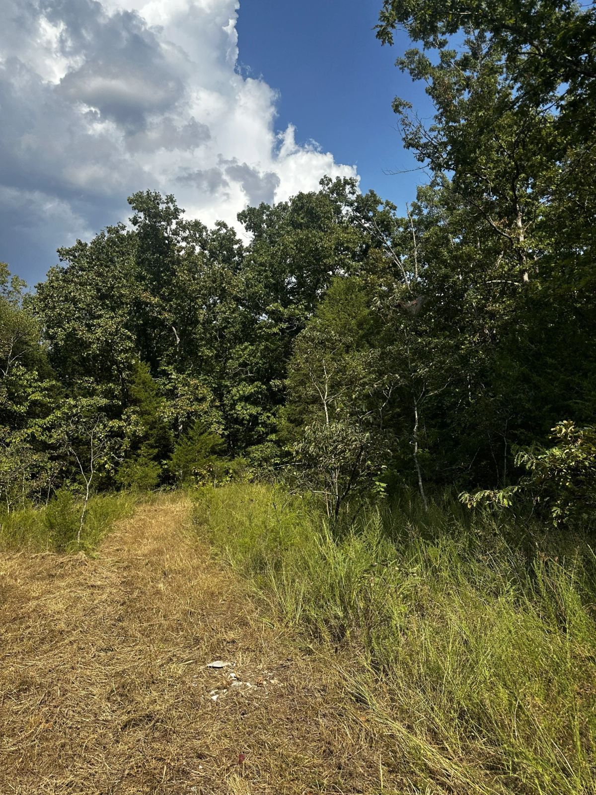 Decorative background for 2 adjacent lots - 0.9 acres Imagine fawn on your front step! image 5