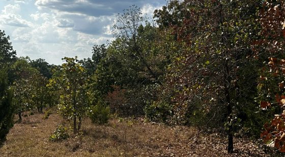 Imagine: No traffic - peace and quiet - no HOA in Izard County, AR
