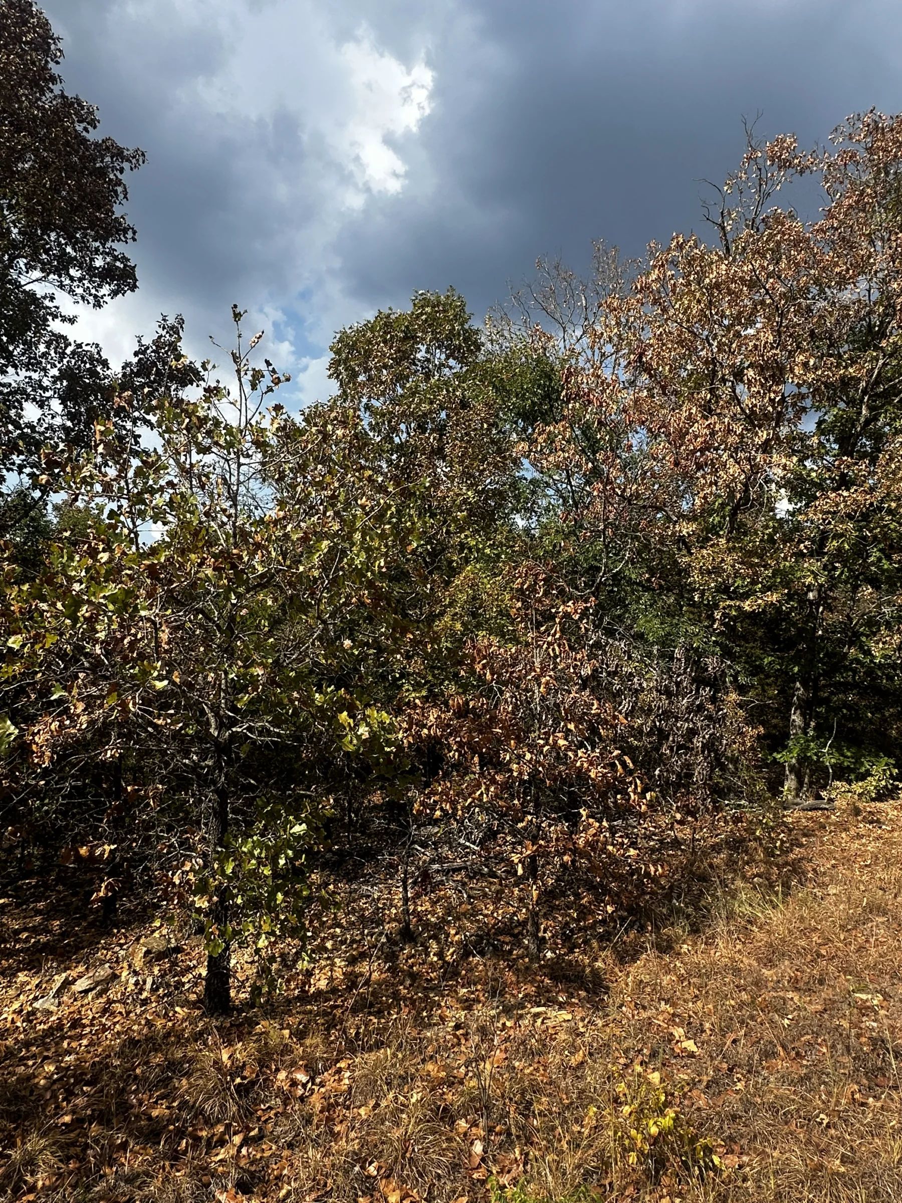 Imagine: No traffic - peace and quiet - no HOA in Izard County, AR