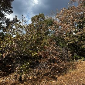 Imagine: No traffic - peace and quiet - no HOA in Izard County, AR
