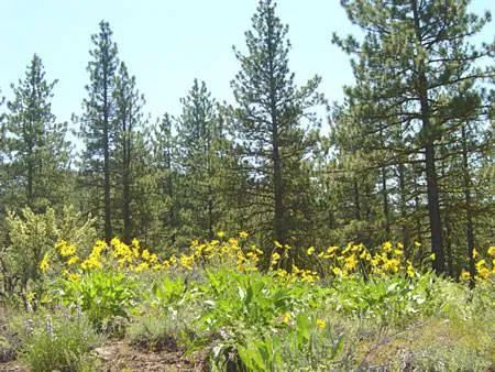 Decorative background for 0.97 Acre Parcel in California Pines Modoc County, California image 5