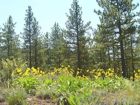 Decorative background for 1.25 Acres in California Pines, Modoc CA image 10