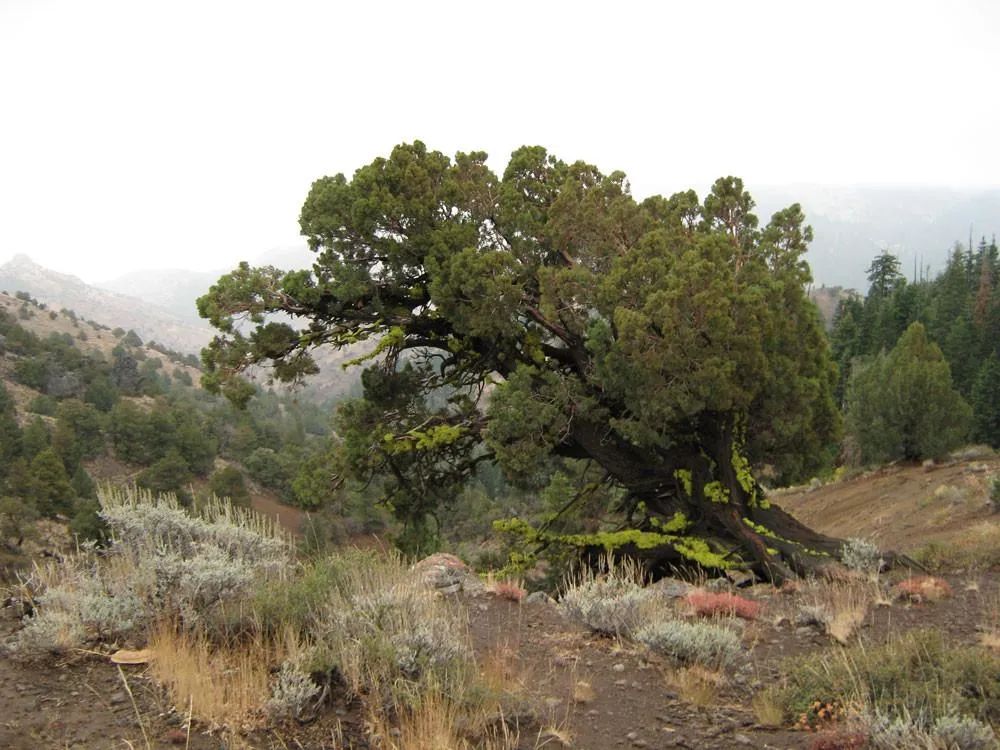Decorative background for 1.25 Acres in California Pines, Modoc CA image 11