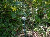 Building Lot in Pamplin at Stockton Lake