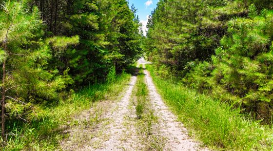 1.59 Acres Near Lake w/ Public Water - LAKE VIEWS in Winston County, AL