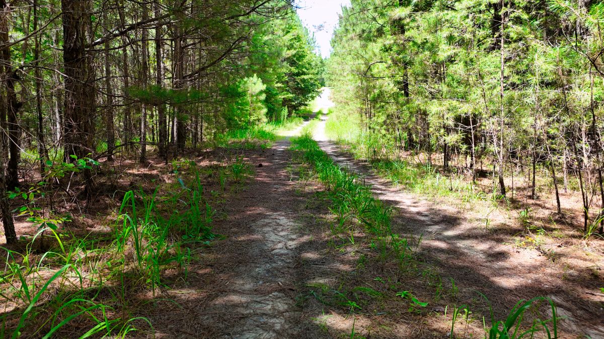Decorative background for 1.59 Acres Near Lake w/ Public Water - LAKE VIEWS image 24