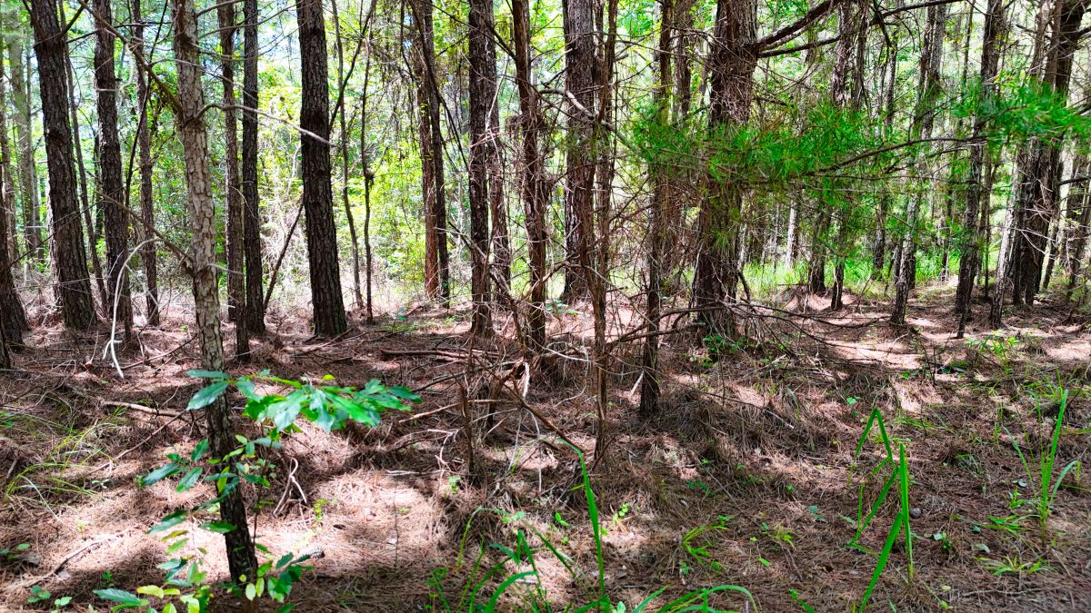 Decorative background for 1.59 Acres Near Lake w/ Public Water - LAKE VIEWS image 25