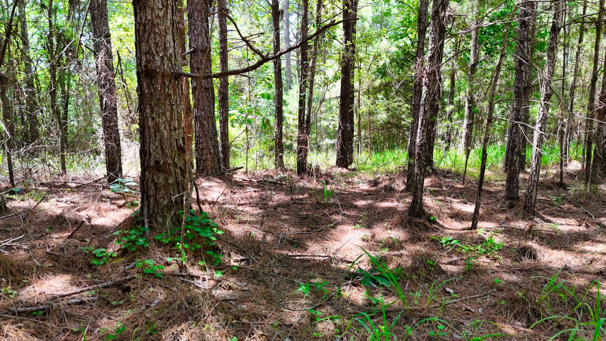 Decorative background for 1.59 Acres Near Lake w/ Public Water - LAKE VIEWS image 26