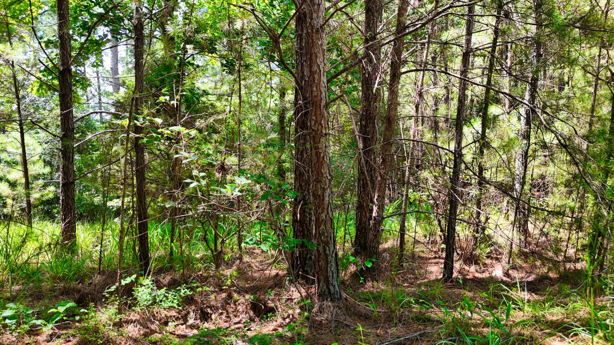 Decorative background for 1.59 Acres Near Lake w/ Public Water - LAKE VIEWS image 27