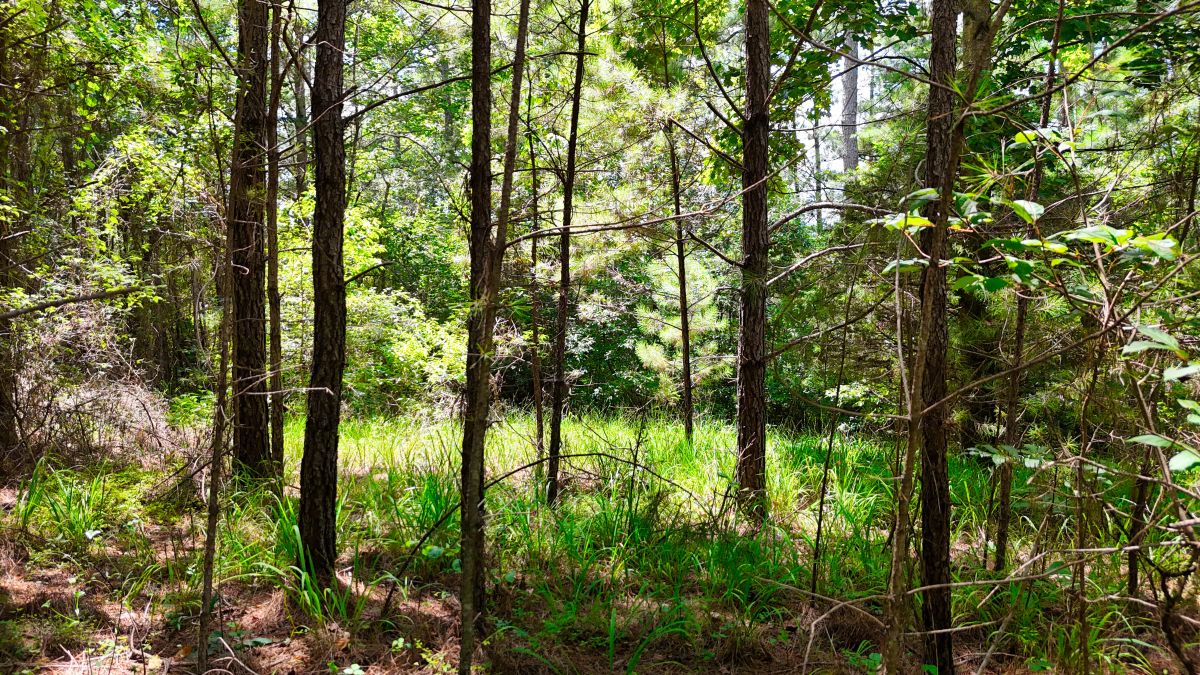 Decorative background for 1.59 Acres Near Lake w/ Public Water - LAKE VIEWS image 28