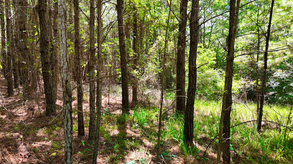 Decorative background for 1.59 Acres Near Lake w/ Public Water - LAKE VIEWS image 29