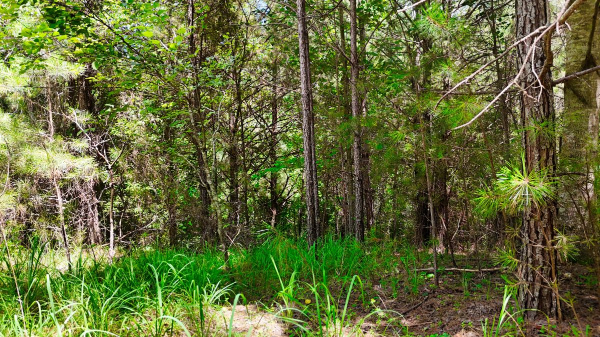 Decorative background for 1.59 Acres Near Lake w/ Public Water - LAKE VIEWS image 30