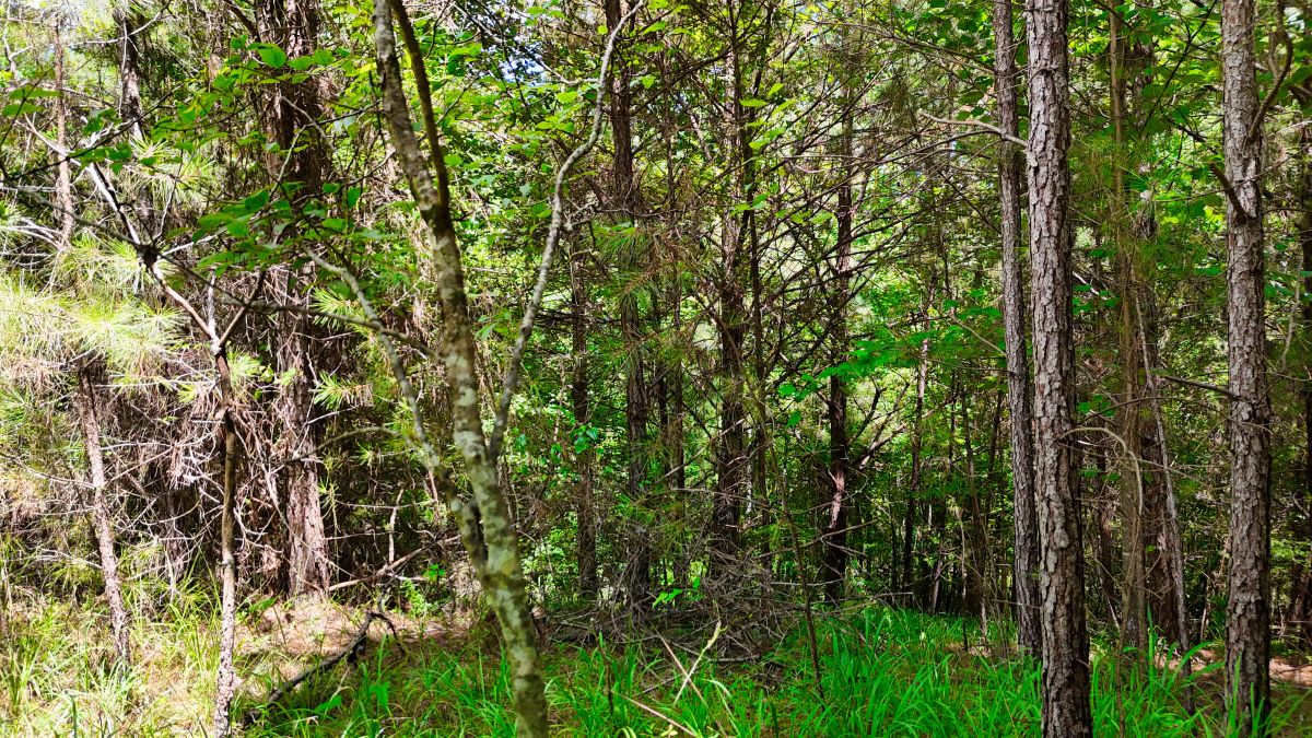 Decorative background for 1.59 Acres Near Lake w/ Public Water - LAKE VIEWS image 31