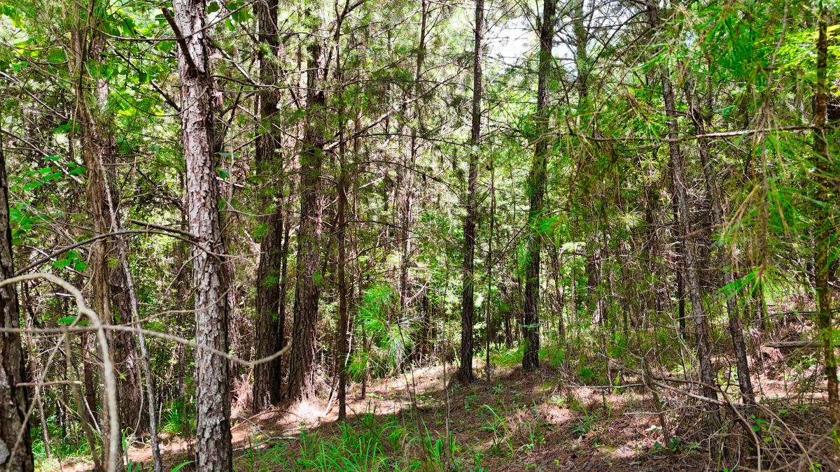 Decorative background for 1.59 Acres Near Lake w/ Public Water - LAKE VIEWS image 32
