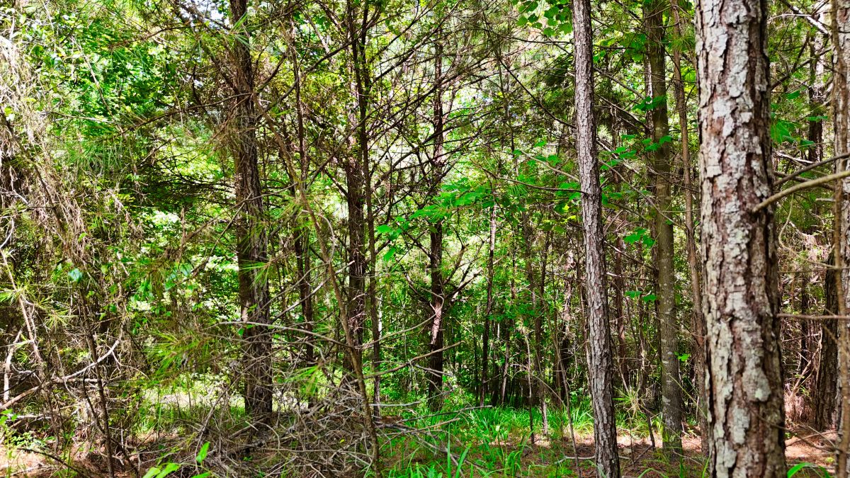 Decorative background for 1.59 Acres Near Lake w/ Public Water - LAKE VIEWS image 33