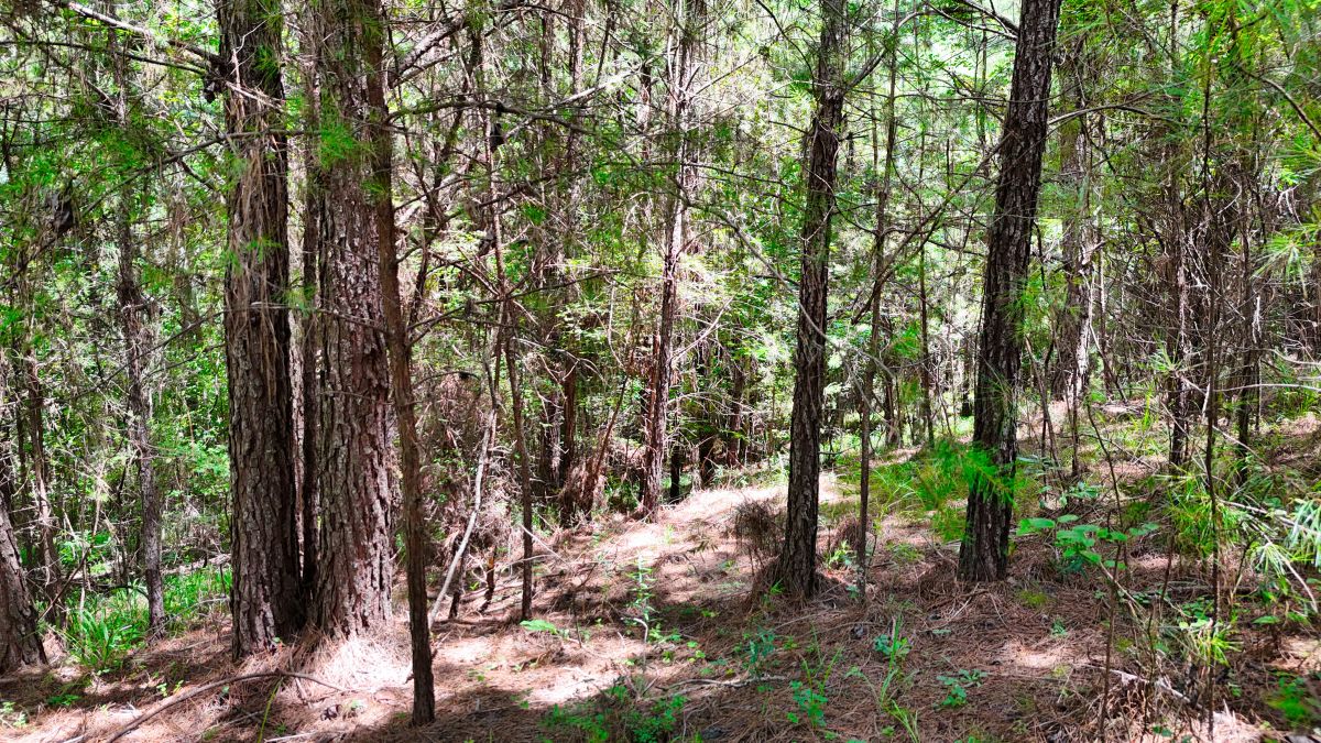 Decorative background for 1.59 Acres Near Lake w/ Public Water - LAKE VIEWS image 34